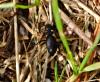 Meloe rugosus